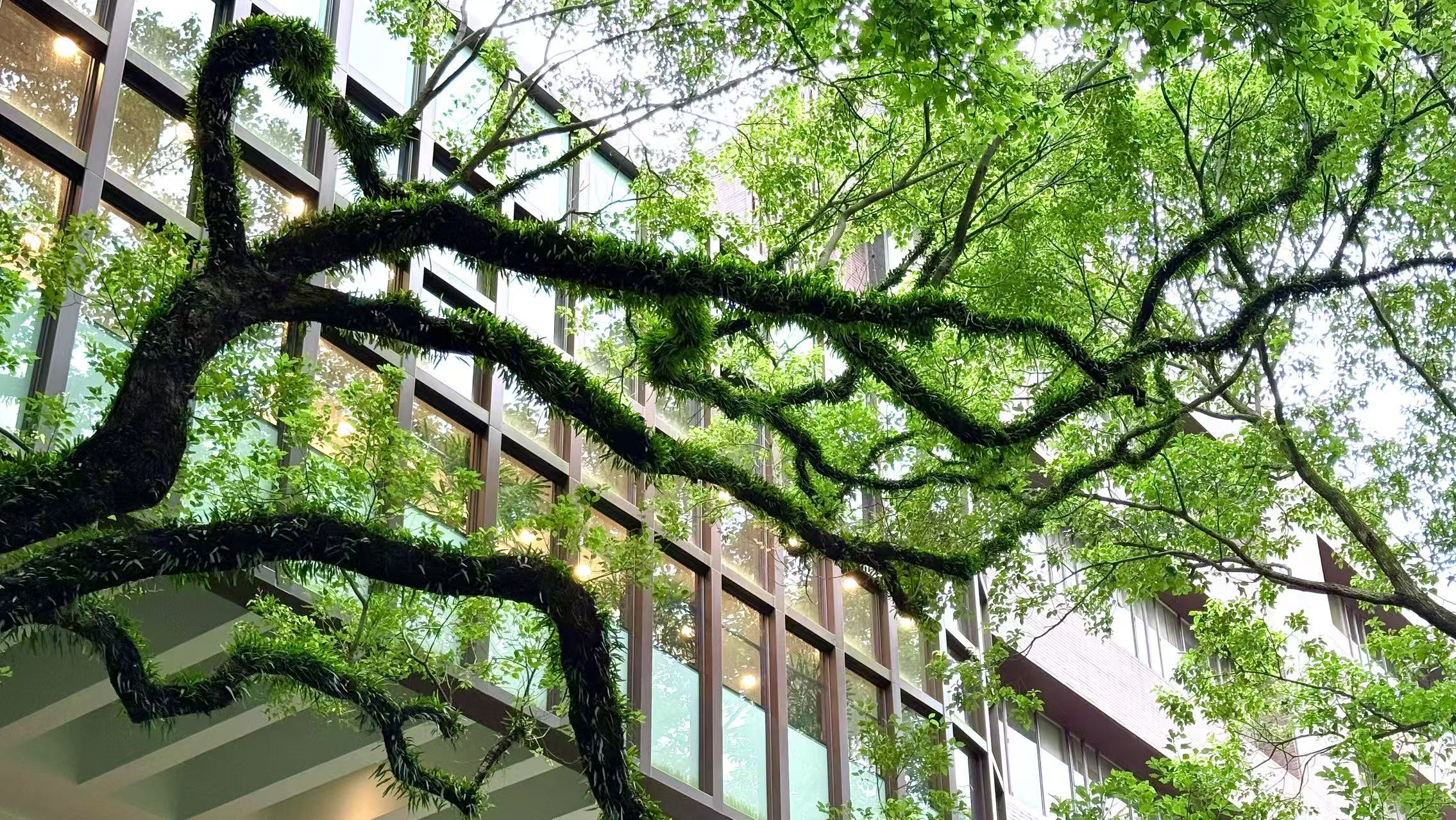 香港大学建筑旁舒展的绿色树冠